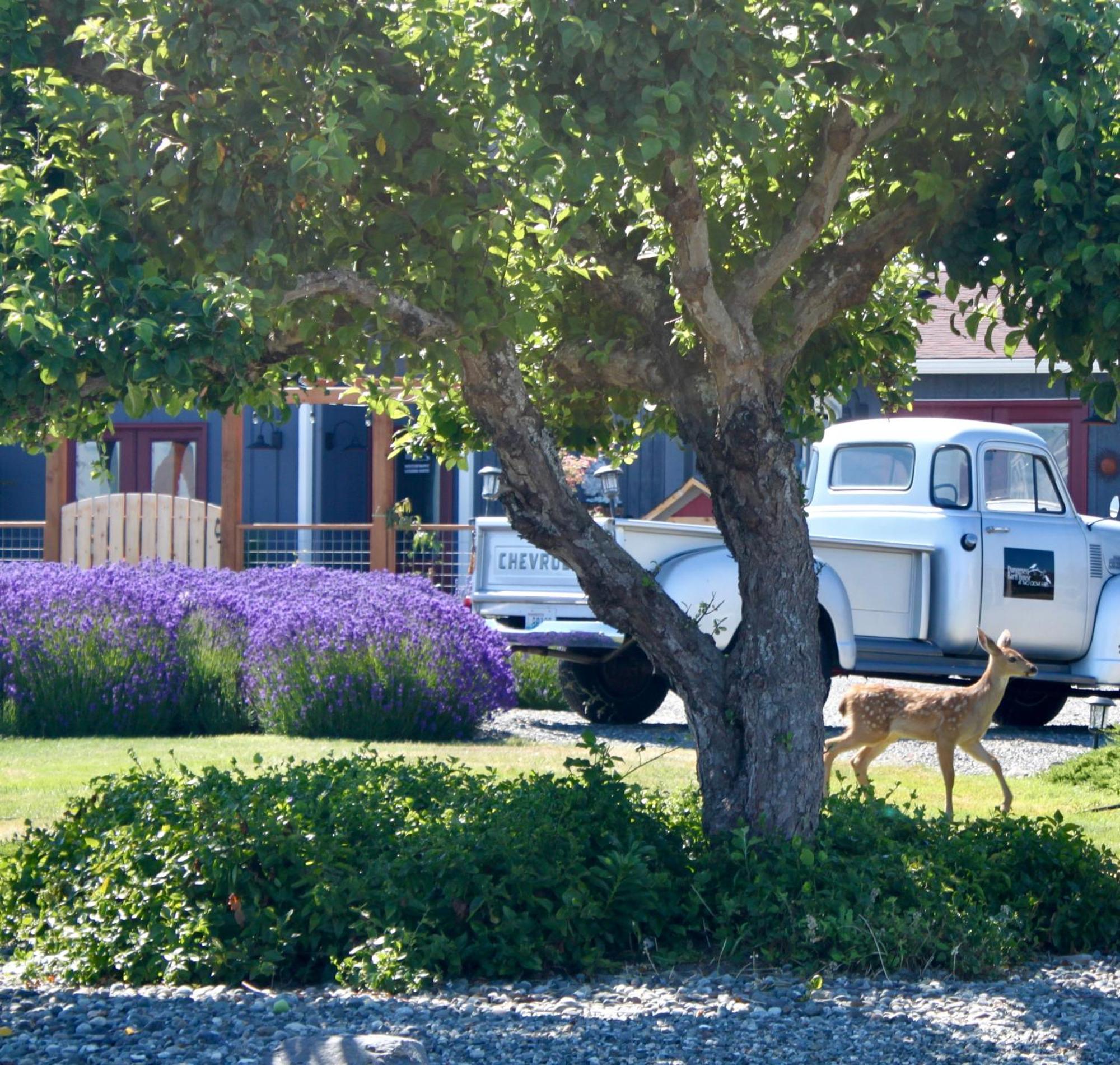 Dungeness Barn House Bed And Breakfast At Two Crows Farm Sequim Exterior foto